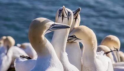 九游体育怎么买球-米兰冬奥会中国体育代表团成立 多名冬奥会冠军领衔