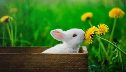 九游体育怎么买球-米兰冬奥会中国体育代表团成立 多名冬奥会冠军领衔